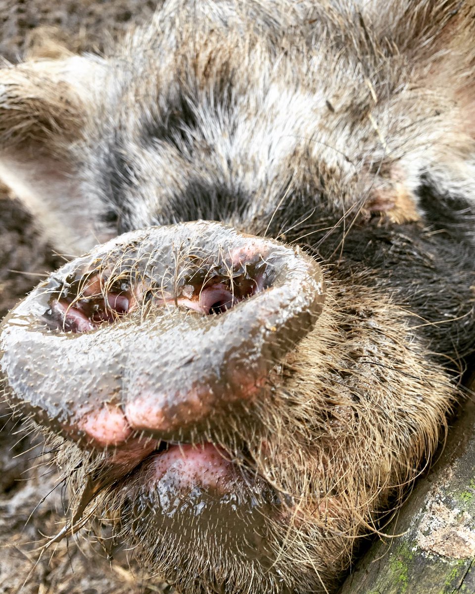 FarmAnimalSanct's tweet photo. Pumpkin enjoying all the mud 😍 I went to take a picture and she soon rushed up to me ready to give me a nice muddy kiss 😂😘🐽🐷 #muddykisses #muddypig #rescuepig #enjoyingthemud #atleastsomeoneis #friendlypig #lovepigs… https://t.co/2FJ3w6YqwV… https://t.co/TJjuLMCzFa