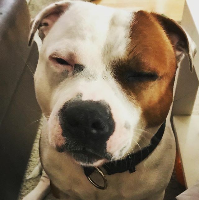 PacoStaffy's tweet photo. I'm not sleepy, I'm hungry. Deal with my begging, human 💤💤💤 #staffordshirebullterrier #thepacolife  #staffylove❤️ https://t.co/CU0jT64ks6