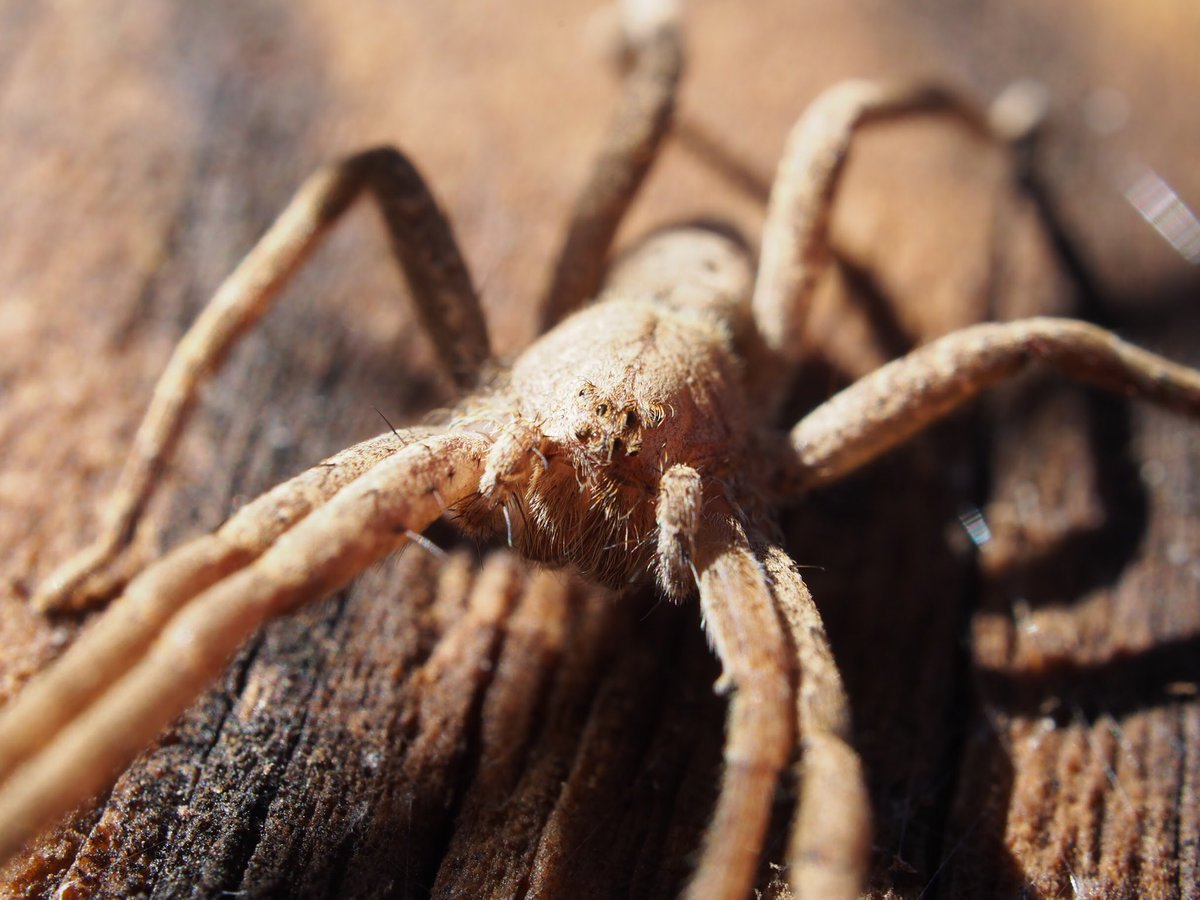 BugCatcher_Mark's tweet photo. Large Nursery Web Spider(P. mira) I found a few weeks back. #spider #bugcatchermark #invertebrates https://t.co/nH6DphVAOj