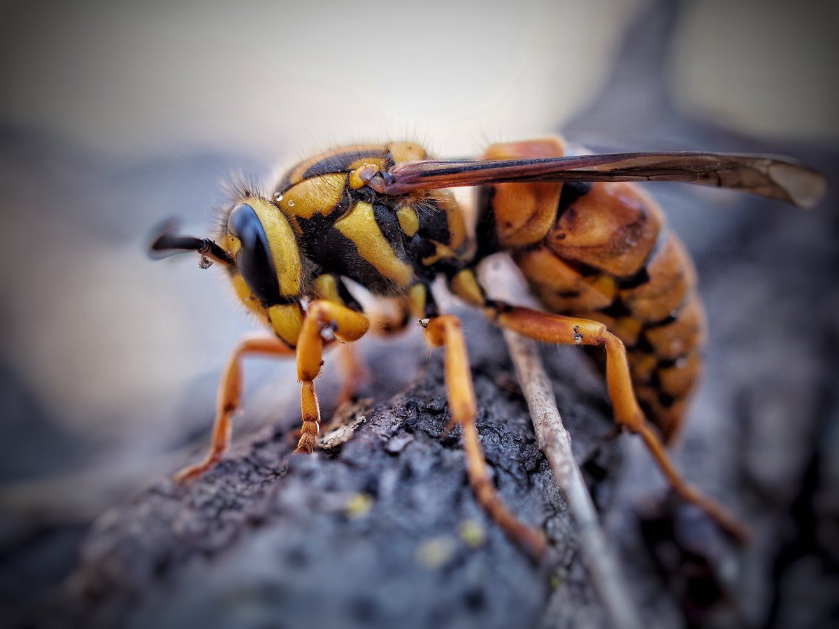 BugCatcher_Mark's tweet image. Little Yellowjacket friend. #invertebrate #yellowjacket #bugcatcher #bugcatchermark