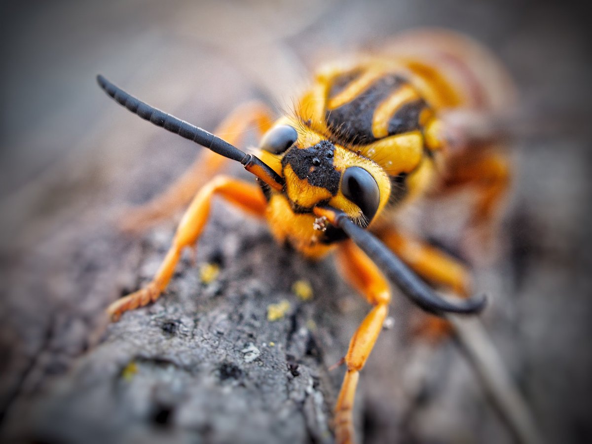 BugCatcher_Mark's tweet image. Little Yellowjacket friend. #invertebrate #yellowjacket #bugcatcher #bugcatchermark