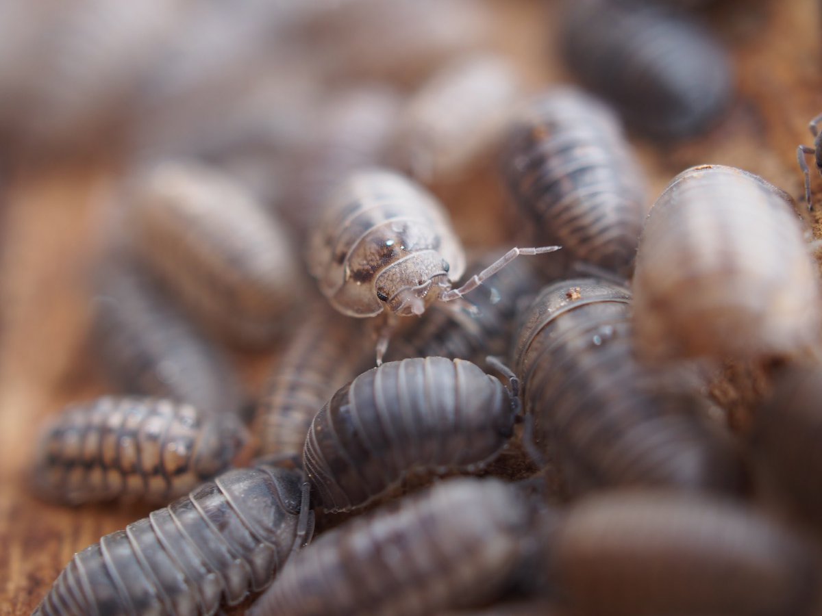 BugCatcher_Mark's tweet image. Rolly Polly pileup! #invertebrates #nature #bugcatcher #isopod