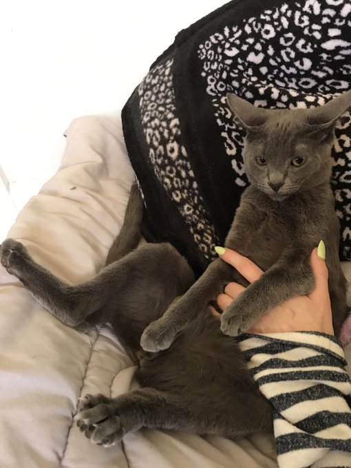 Getting online https://t.co/dKIIfK17cU soon🥰  so exited, first show in March 💚   here is my adorable<a href="/tag/mvsales"class="tags"><span>#mvsales</span></a>