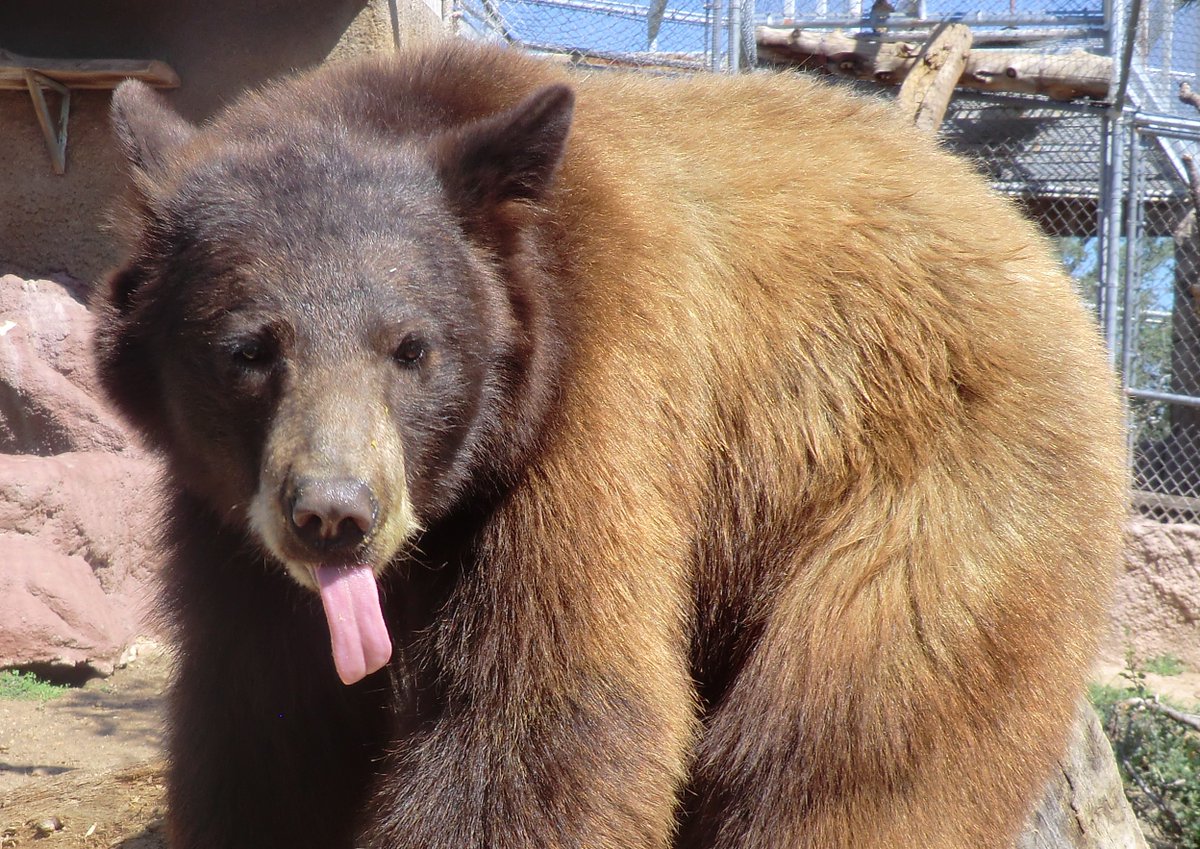 PrescottZoo's tweet photo. We just wanted to say a big Thank You to all who helped Heritage Park Zoological Sanctuary with our ‘Adoption Awareness’ month in February. It was a big success as we appreciate the generosity of you all.

As a treat, here is Black Bear Augustus for #tongueouttuesday. https://t.co/rIibglla0F