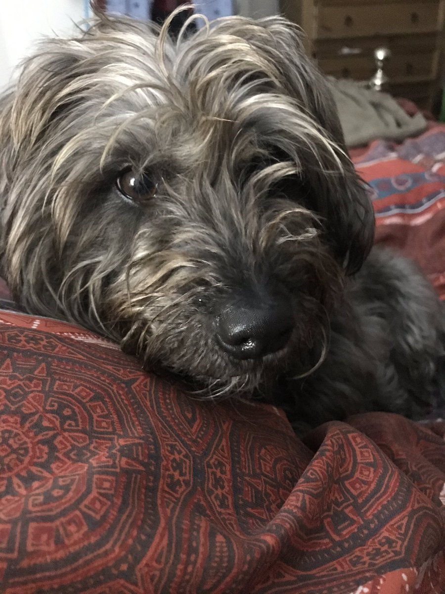 torricrapper's tweet image. Personal space is a thing of the past since this little chap arrived in my life #bedtimesnuggles #lifewithadog