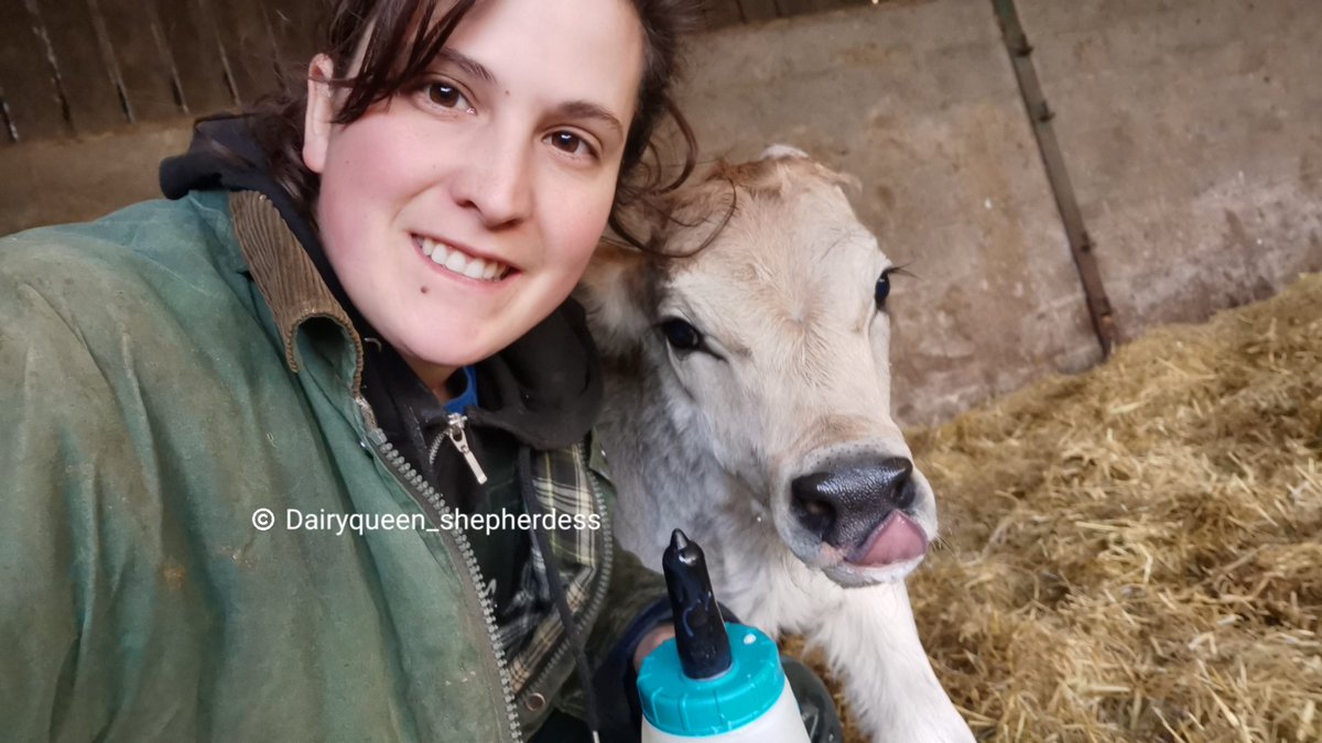 VickyDimond_97's tweet photo. Tongue out Tuesday

#tot #TongueOutTuesday #brownswiss #calf #cutie #cheeky https://t.co/8cPkCp1bdh