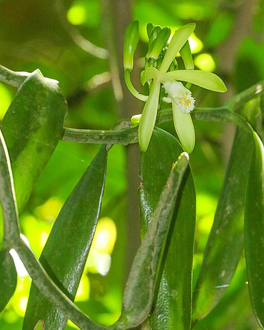 LrZandona's tweet photo. On #WorldWildlifeDay, nothing better than a #wild #Orchid in its natural habitat.
A wild #Vanilla paulista in the #AtlanticForest
📷L Zandoná
#PLANTBLINDNESS #Orchidaceae #OrchidsConservation #Wildlife @IUCN_Orchids https://t.co/wW3HcgAQIF