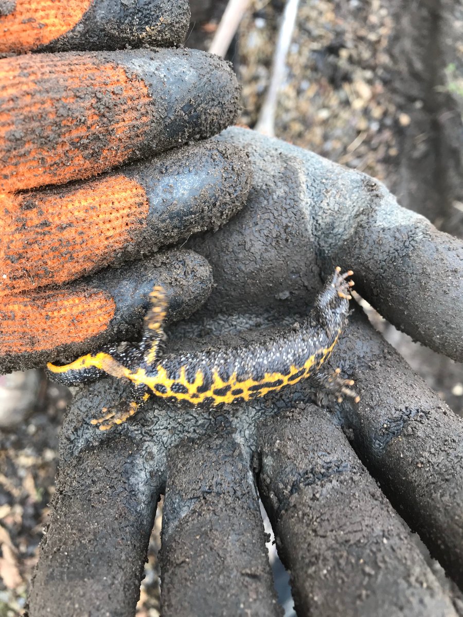 Found a great crested #newt on my spade today. Luckily he was fine. These amphibians are a threatened species so if you see one - leave well alone! #Wildlife #Conservation #Harrogate