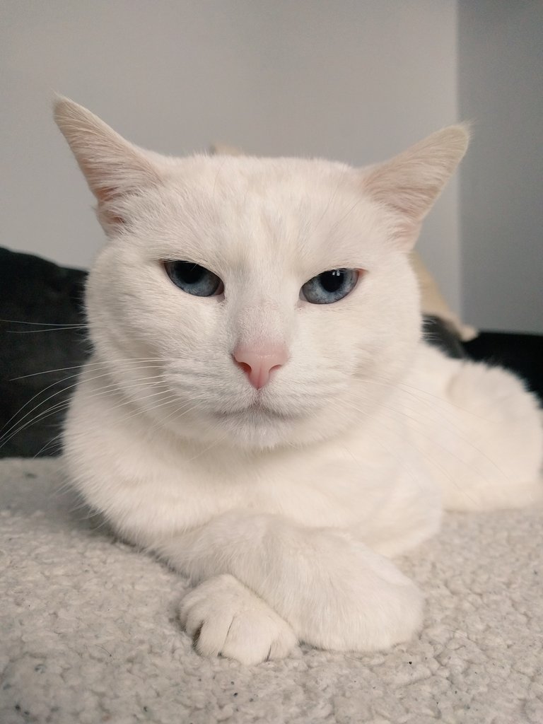 Sazzle3001's tweet photo. Saff approves of the new sofa, despite the indifferent look on her face https://t.co/FLownWPtZr