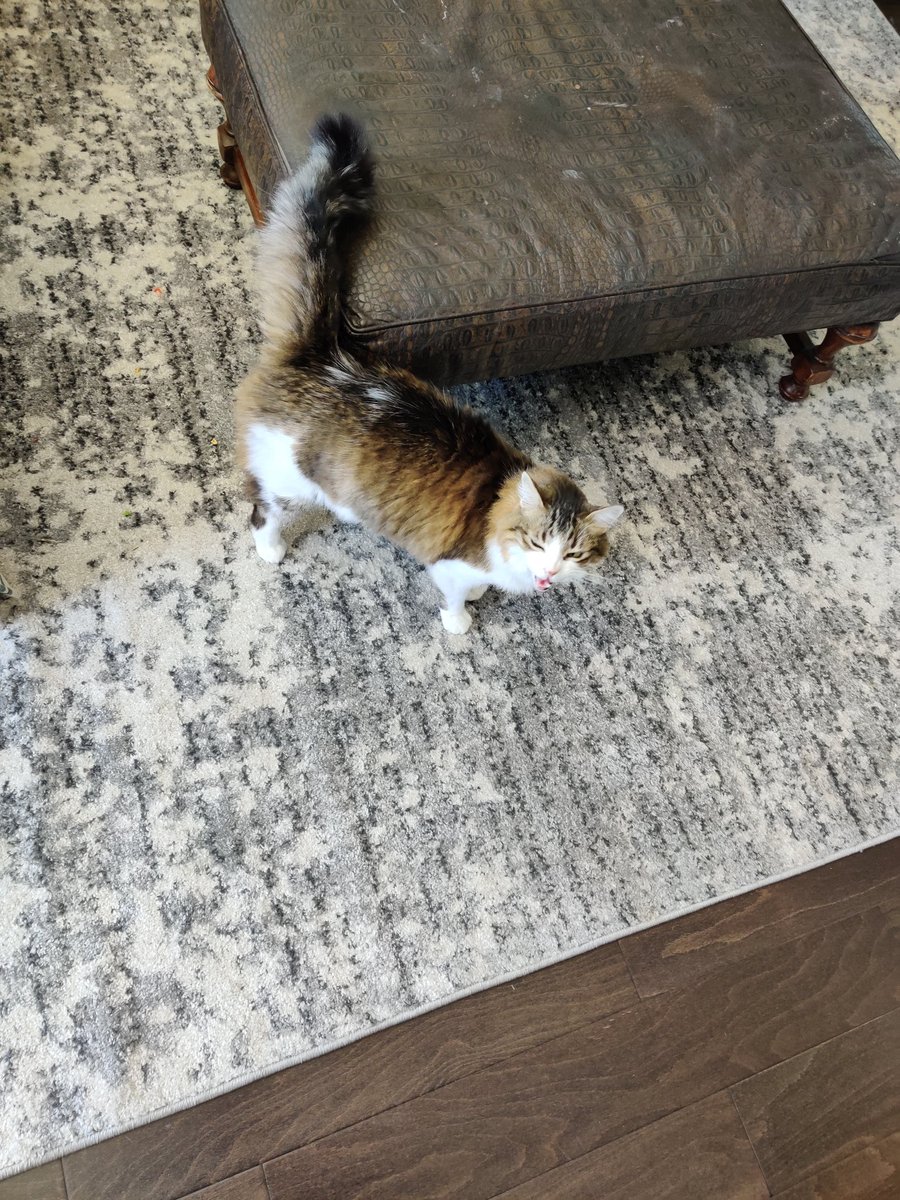 17chickenwingz's tweet photo. I am jittery with excitement for super Tuesday. Here is a picture of my cat to chill out. #catsforbernie https://t.co/wlYfgC19Vc
