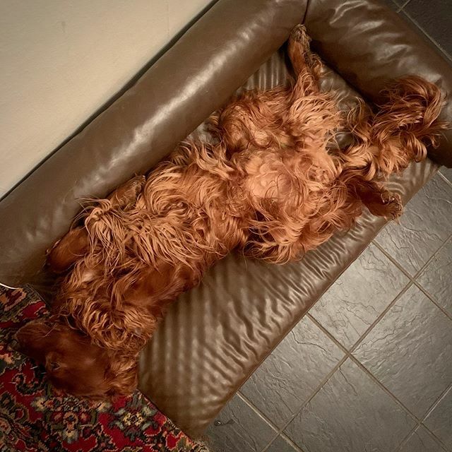 EdwardtheSetter's tweet image. I read on a forum yesterday that setters are a declining breed in the uk with increasingly small numbers being bred. I think some blame was placed at the door of ‘new’ breeds  like cockapoos which seems unfair because they are probably also super cool dogs.  Still, whilst I …