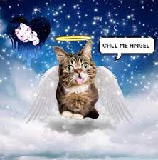 Southern__77's tweet photo. @IAMLILBUB Soulmates! ❤️🐱😢 #BestJobBub #RIPBub https://t.co/QO26SIwhs3