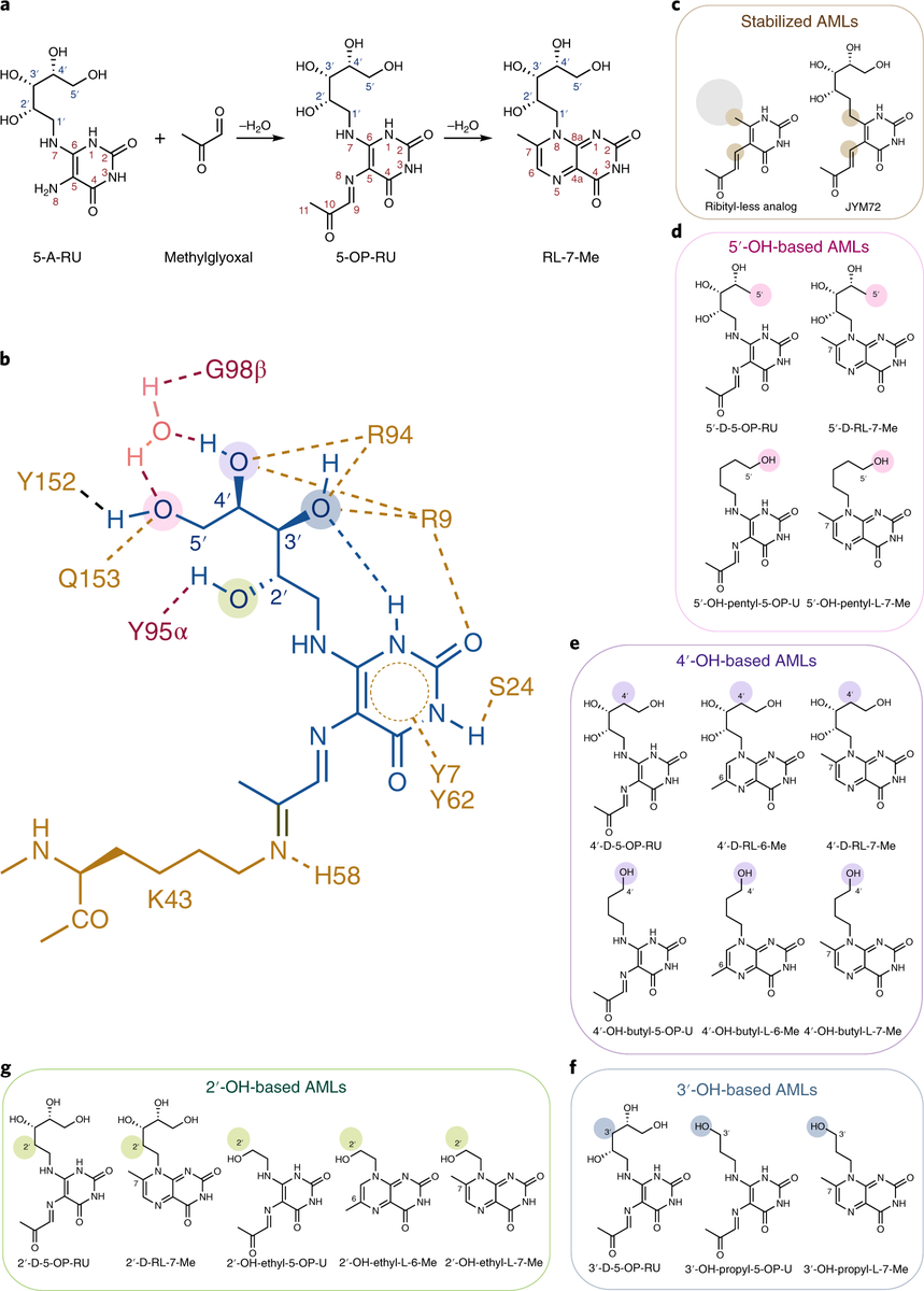 mmw_lmw's tweet photo. #MAIT_cell antigens | The molecular basis underpinning the potency and specificity | Altered Metabolite Ligands | Jamie Rossjohn @MonashUni @NatImmunol https://t.co/0AmYpOhu28 https://t.co/xShiw4y0xz