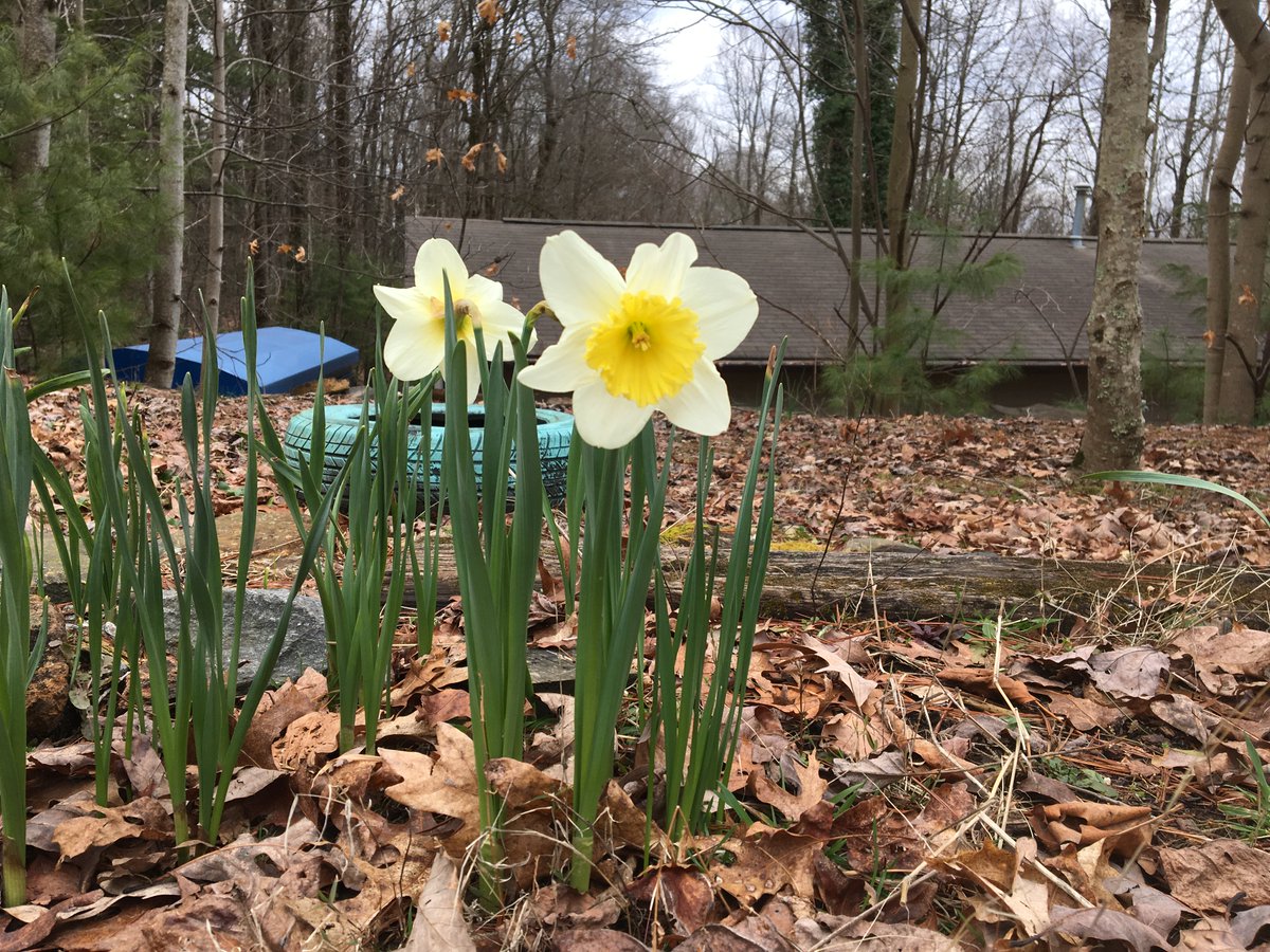 Spring is just around the corner! Our daffodils are beginning to bloom around camp and we couldn’t be more excited! #TeachingTuesday