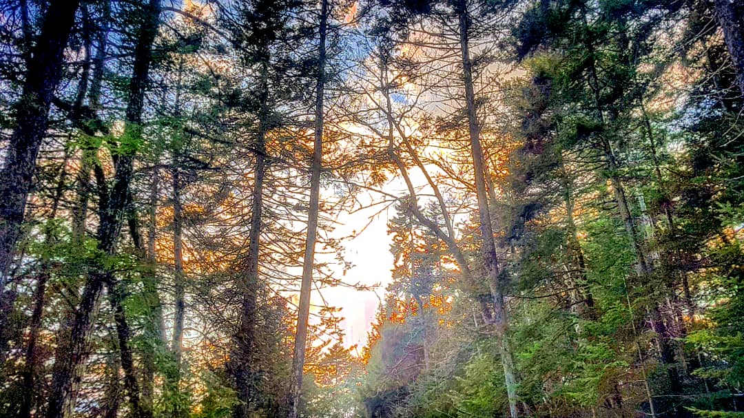 tweetartt's tweet photo. Late afternoon hike around Killarney Lake.
#nbwinter #explorenb #explorefredericton #Fredericton #winterwalk #weightlossjourney #winterphotography https://t.co/NaS6824rez