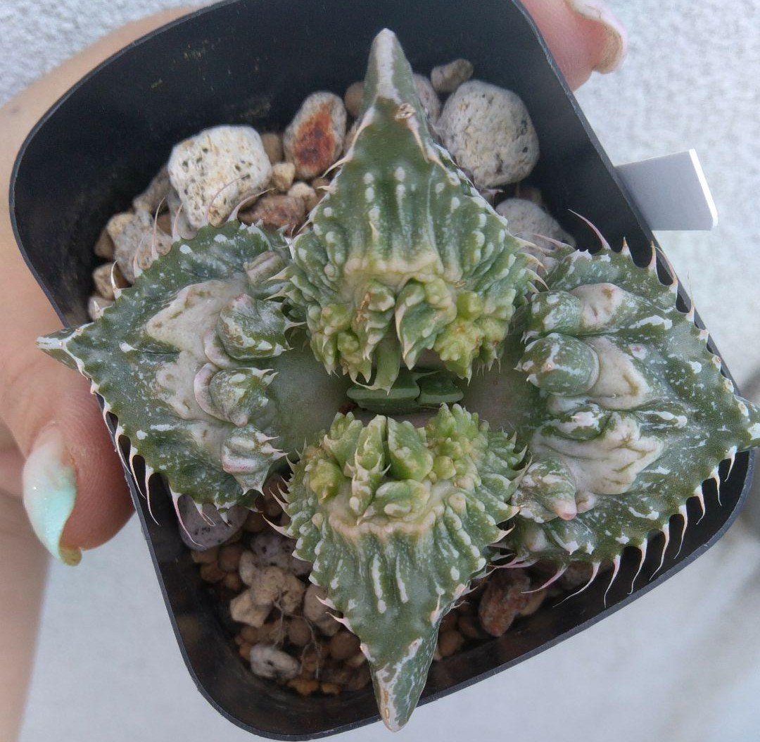 多肉畑 Tanikuhatake Twitter