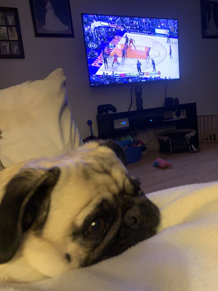 Masen watching Raptors game...   he’s worried about his fav player Lowery being hurt 🐶 #tangerinefanangle #pug #Raptorsfan