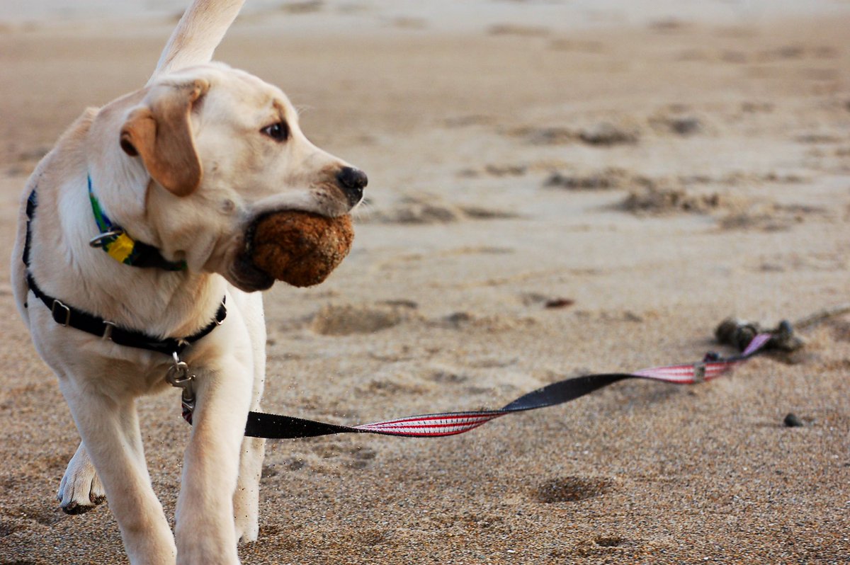 CocoChewLLC's tweet photo. Yellow labs have a special place in our hearts 🐕 

#CocoChew #coconutdogtoy #DogsofTwittter #yellowlab #labs #labradorretriever https://t.co/5grbZ5G8Ih