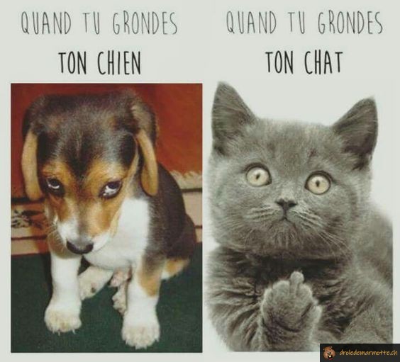Drole De Marmotte Chien Vs Chat T Co Hbq6s6norb Memes Chat Chien T Co Arvsl54nup Twitter