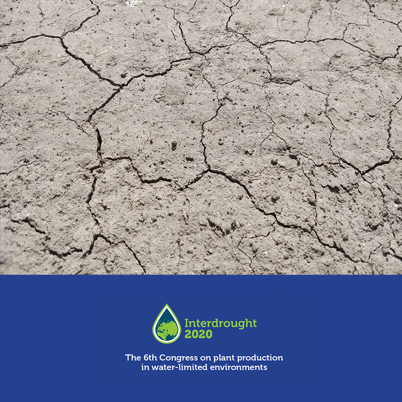 ACCIMMYT's tweet photo. 🌱Realizaremos el congreso #Interdrought en la #CiudadDeMéxico, del 9 al 13 de marzo. Nuestro objetivo es pensar tecnologías que aporten una mayor resiliencia a la producción agrícola bajo estrés ambiental.
➡️https://t.co/lAKfa5gGuV https://t.co/oqzqgUM3Qo