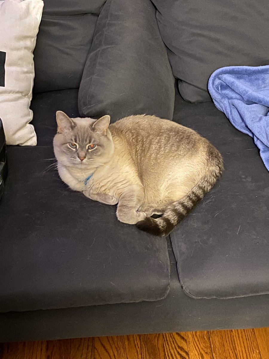 taluscats's tweet photo. I can’t believe @sorenwork is working from home yet isn’t paying attention to me all the time. Hmph. https://t.co/m2wu8mmoc5