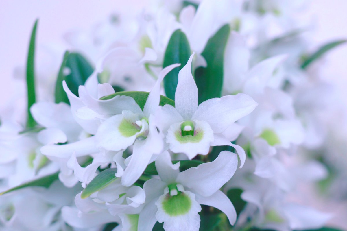 Aimomo みなさま おはようございます デンドロビュームという蘭が とても綺麗に咲いていました いつも優しいつながりに 感謝しています 今日も素敵な一日になりますように 愛と感謝を込めて 蘭の花 花好きな人と繋がりたい 花写真 花が