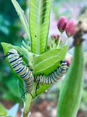 Aileen Ashby (@aileen_ashby) on Twitter photo Our new butterfly habitat is getting busy! Monarch caterpillars are munching away! ๐ #TheBraveWay @JupiterElSchool Our new butterfly habitat is getting busy! Monarch caterpillars are munching away! ๐ #TheBraveWay @JupiterElSchool