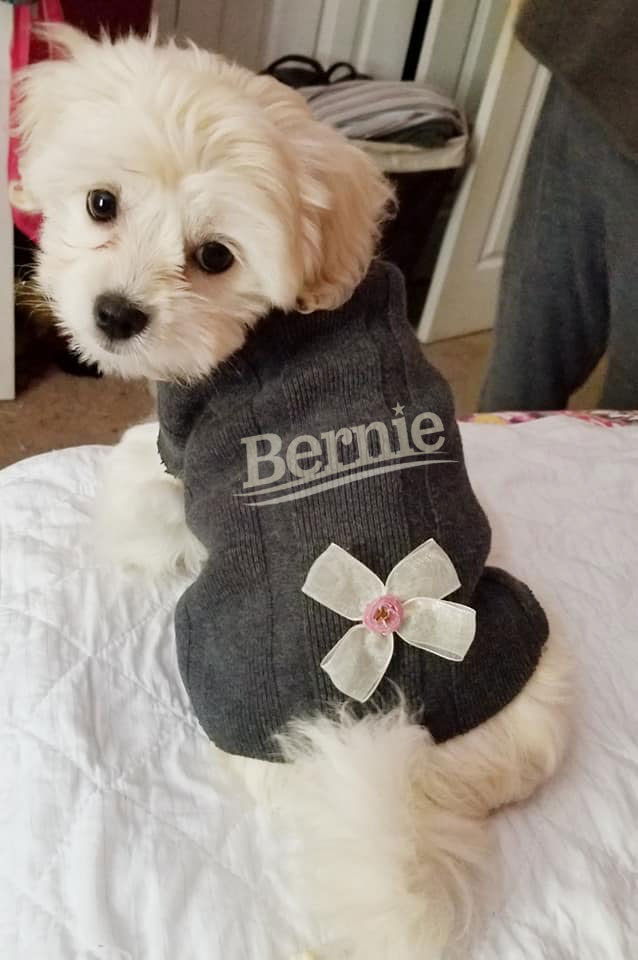 RobinDuehring's tweet photo. Lola my little Havanese is 💯 #DogsForBernie https://t.co/HWtABQOqO7