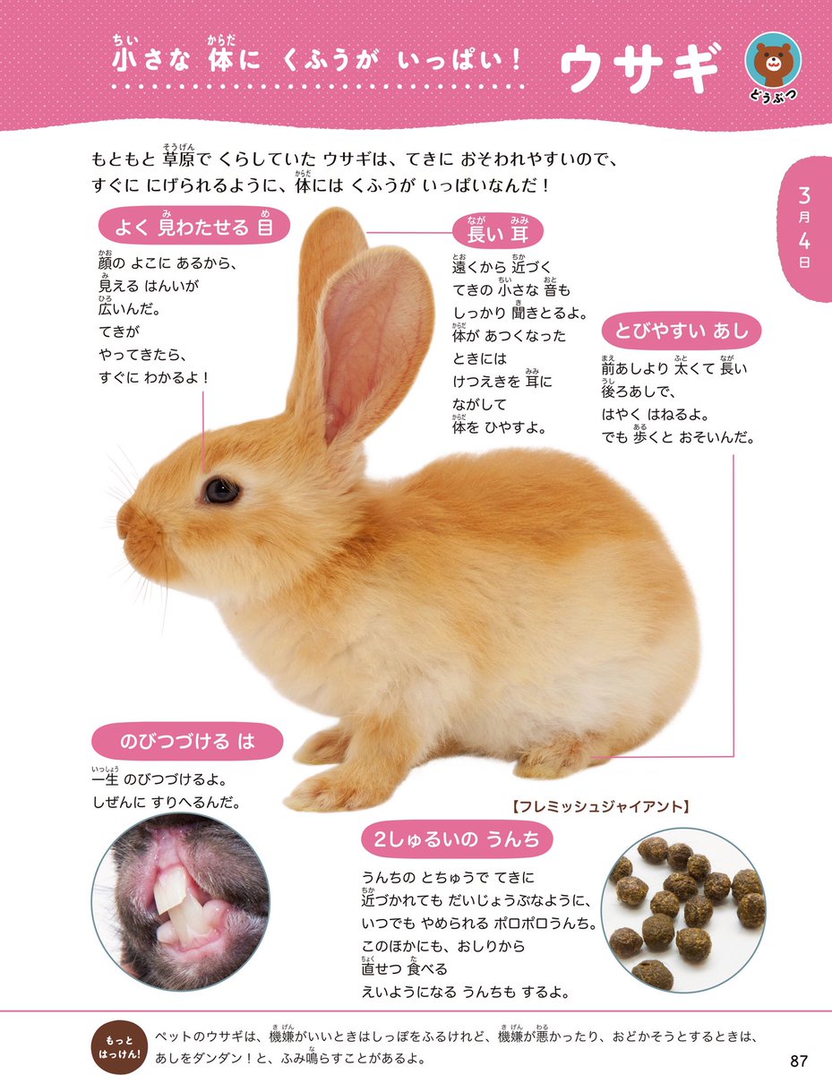 今日は #うさぎ の秘密についてのページを大公開！🐇 #今日はなに