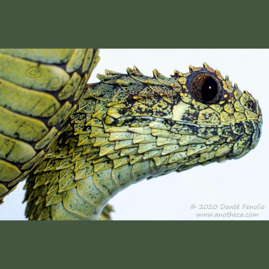 African Bush Viper, Atheris squamigera available as Framed Prints