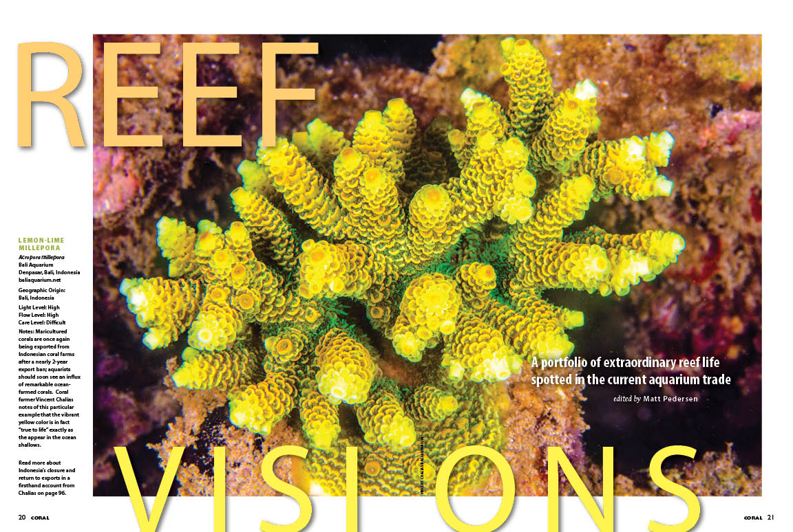 CORALmagazine's tweet photo. @CORALmagazine #InsideLook: A stunning maricultured Lemon-Lime #Acropora #millepora from #BaliAquarium, photographed by Vincent Chalias, ushers in the return of Indonesian corals and leads off this issue’s #ReefVisions column. #coralreef #coralvisions #reeftank #mariculture https://t.co/9CHIFQmYtz