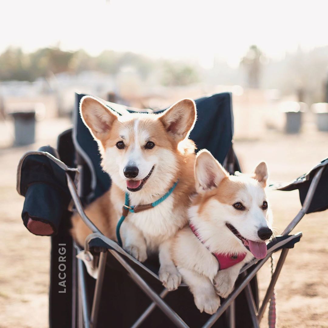 corgilovers3's tweet photo. OMG!! the sweetest couple!! 😍😍😍😍
#corgi #corgisupply #corgitherapy #dog #corgis #IVoted #CHELIV #WarrenJobs https://t.co/RGOxJnKqOE