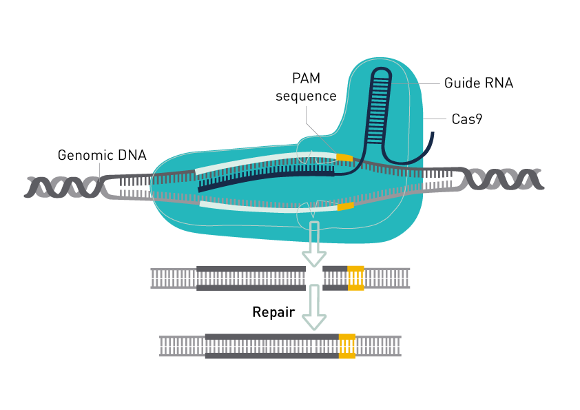 Diagenode's tweet photo. CRISPR/Cs9 researchers --find out about a foolproof and easy way to truly verify your guide #RNA design through ChIP. Visit us #ABRF2020 Booth 304. https://t.co/XkIsMWYOnG https://t.co/KeNXPW3nwO
