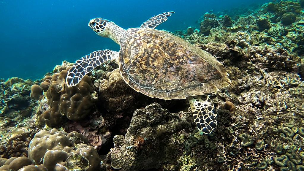 adventure_work's tweet photo. I just watched my friends before in this spot between the corals and now we are just few members, so I have the courage to try it.
#discoverphilippines #explorephilippines #WorkAndAdventure #exploreph #wanderlustXL #freediving #freedive #GoPro #GoProHero7 https://t.co/Em0JRnSmBq