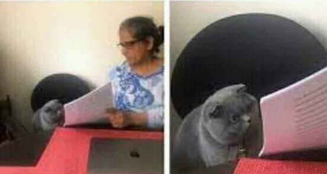 Ivonne Vargas tweet media