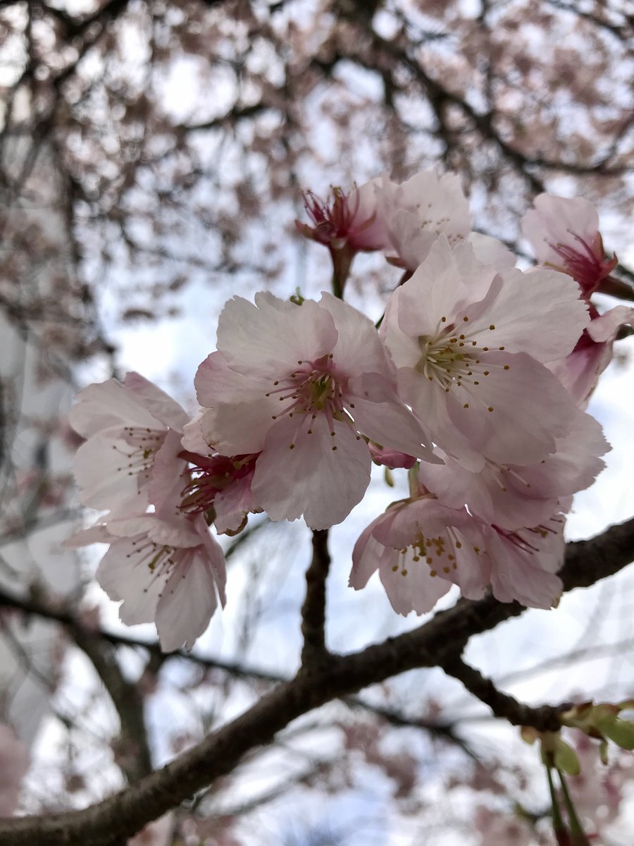 大寒桜 のyahoo 検索 リアルタイム Twitter ツイッター をリアルタイム検索