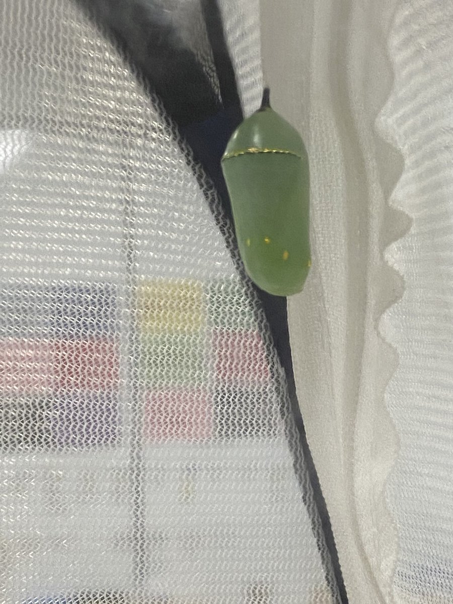 AngelaGilchrie1's tweet photo. Today we celebrated Dr. Suess and our butterfly coming out of the chrysalis. Thank you @CatherineU1 for sharing the lifecycle of a butterfly experience with us. @HooverCFISD @CyFairISD #Beahooverhero #Hoorayforpk #CFISDspirit https://t.co/tddXRiGfGO