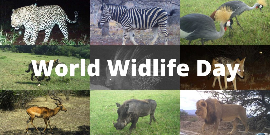 SnapshotSafari's tweet photo. Happy #WorldWildlifeDay! Check out the wide variety of species our awesome citizen scientists found on https://t.co/wLCxQBBkBS. We are so thankful for all of your hard work on our projects. Our wildlife conservation work would not be possible without you! https://t.co/VOMs6XSrJx