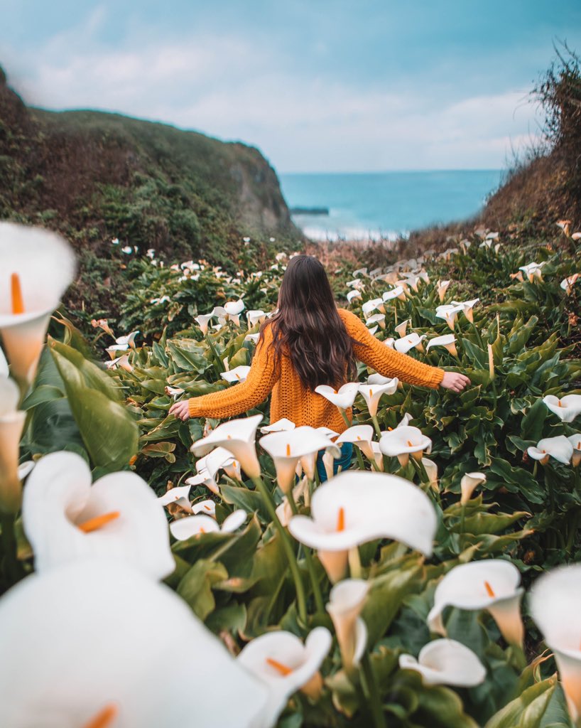 Spring is here! Calla Lily Valley in Big Sur is straight out of a dream✨This was from last week &amp; the flowers were in full bloom! Highly recommend a visit before they are gone #BigSur #Callalily #VisitCalifornia #NaturePhotography #TravelTuesday #spring