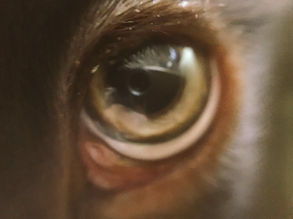 RoloWimbush's tweet photo. @NeilSausage My eyes you says here u go ❤🐾🐾#rolo #Rolowimbush #chocolatelab #chocolatelabrador #assistancedog in training via #dogaid for #benwimbushSCORD #tetraplegic #wheelchairuser due to an #incomplete #SpinalCordInjury https://t.co/c4p9vK6L4g