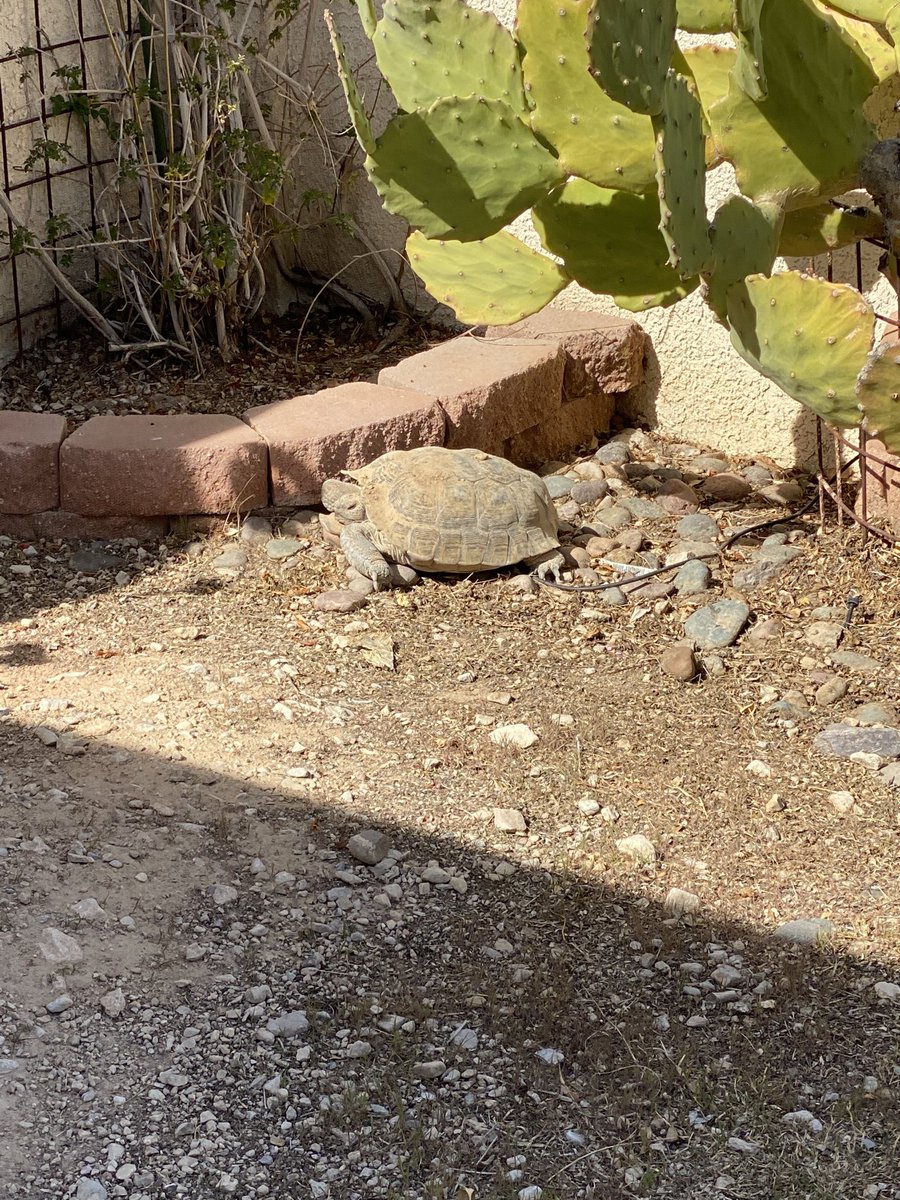 5toesLV's tweet photo. #spring is in the air in #vegas the nights and #vgk knights are looking beautiful and Rover our adopted #desert tortoise is out for some of that spring air. https://t.co/LWos940xzA