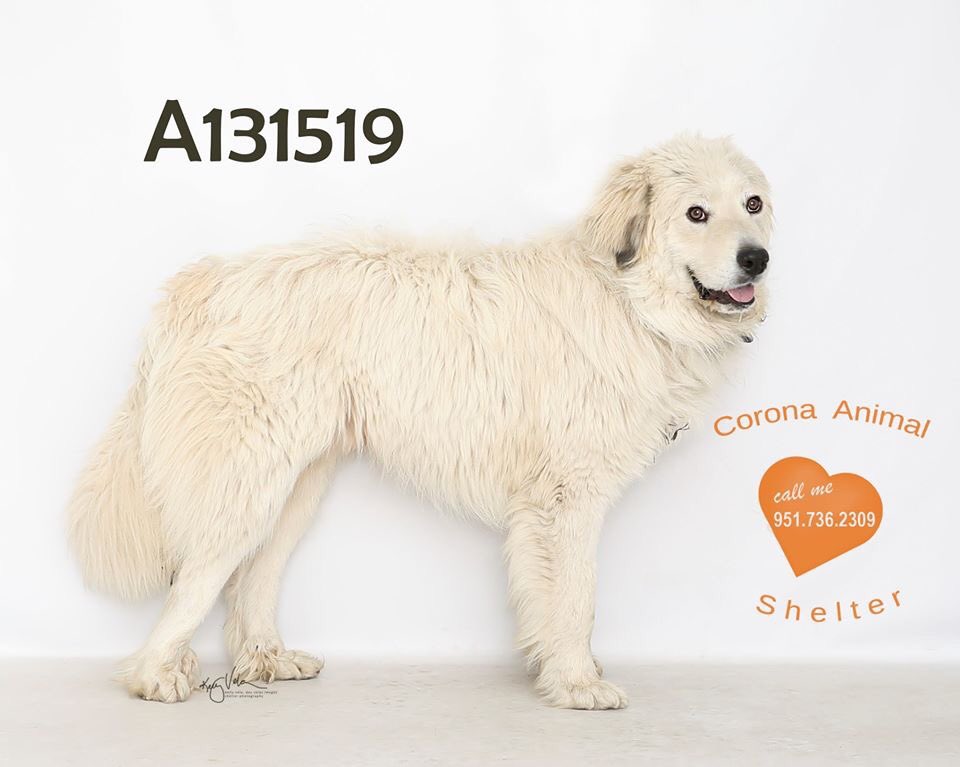 FriendsofCorona's tweet image. Corona Animal Shelter 
1330 Magnolia Avenue 
Corona, CA 92879
951.736.2309
 @GinnyHarman @lifeincorona @CoronaCA_ @CFAcrossings @FOXLA @NBCLA @CBSLA @CoronaPD @cityofcorona @SoCalTelevision