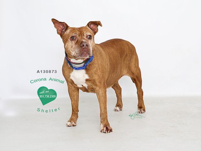 FriendsofCorona's tweet image. Corona Animal Shelter 
1330 Magnolia Avenue 
Corona, CA 92879
951.736.2309
 @GinnyHarman @lifeincorona @CoronaCA_ @CFAcrossings @FOXLA @NBCLA @CBSLA @CoronaPD @cityofcorona @SoCalTelevision