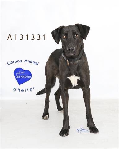 FriendsofCorona's tweet image. Corona Animal Shelter 
1330 Magnolia Avenue 
Corona, CA 92879
951.736.2309
 @GinnyHarman @lifeincorona @CoronaCA_ @CFAcrossings @FOXLA @NBCLA @CBSLA @CoronaPD @cityofcorona @SoCalTelevision