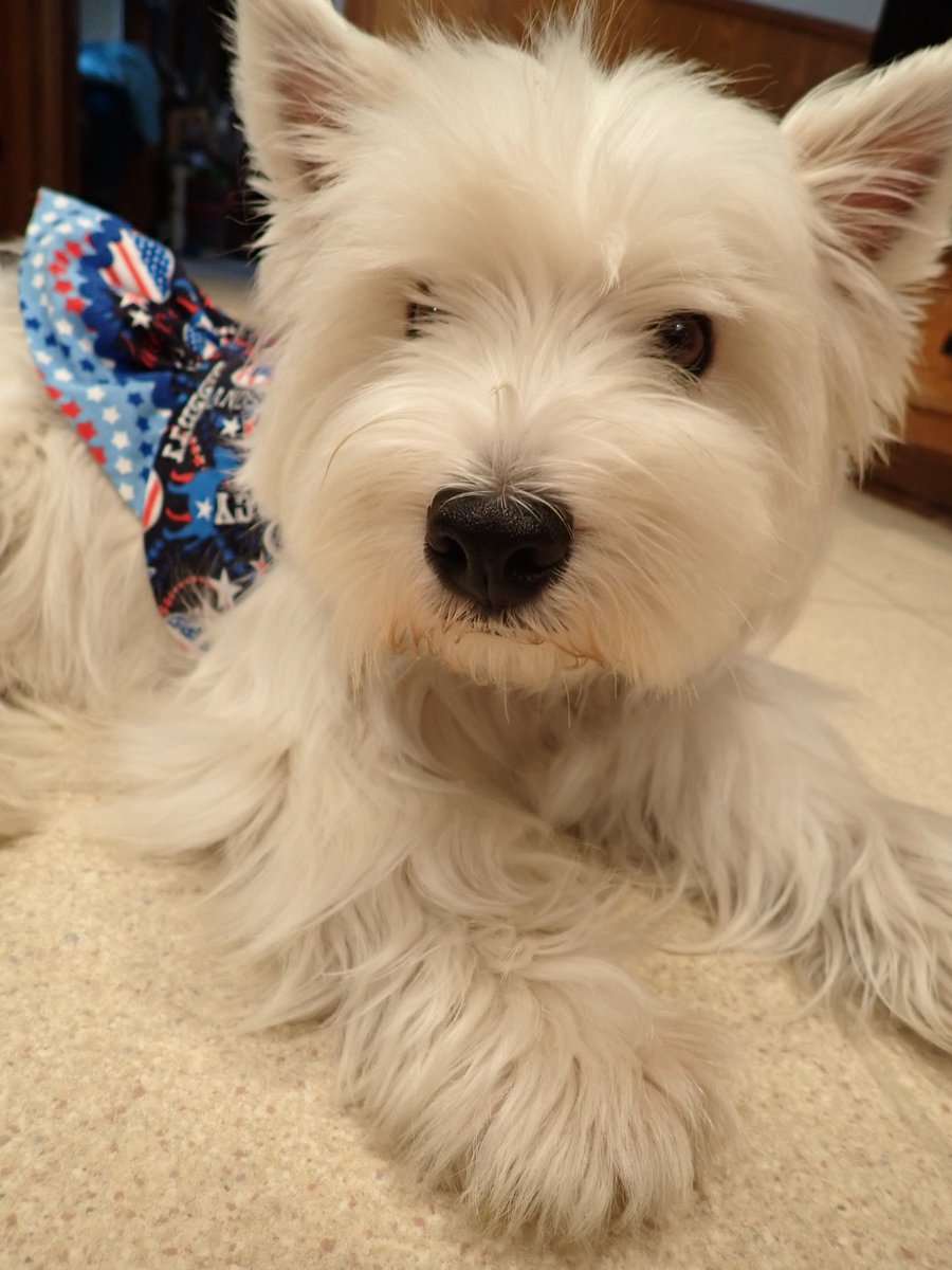 kinleywestie's tweet photo. It's #supertuesday - I vote for a steak in every dog bowl and momma voted for her former professor @ewarren! Arooo! #baileyforfirstdog https://t.co/MPTZ7URkR1 https://t.co/P36dLMgdw9