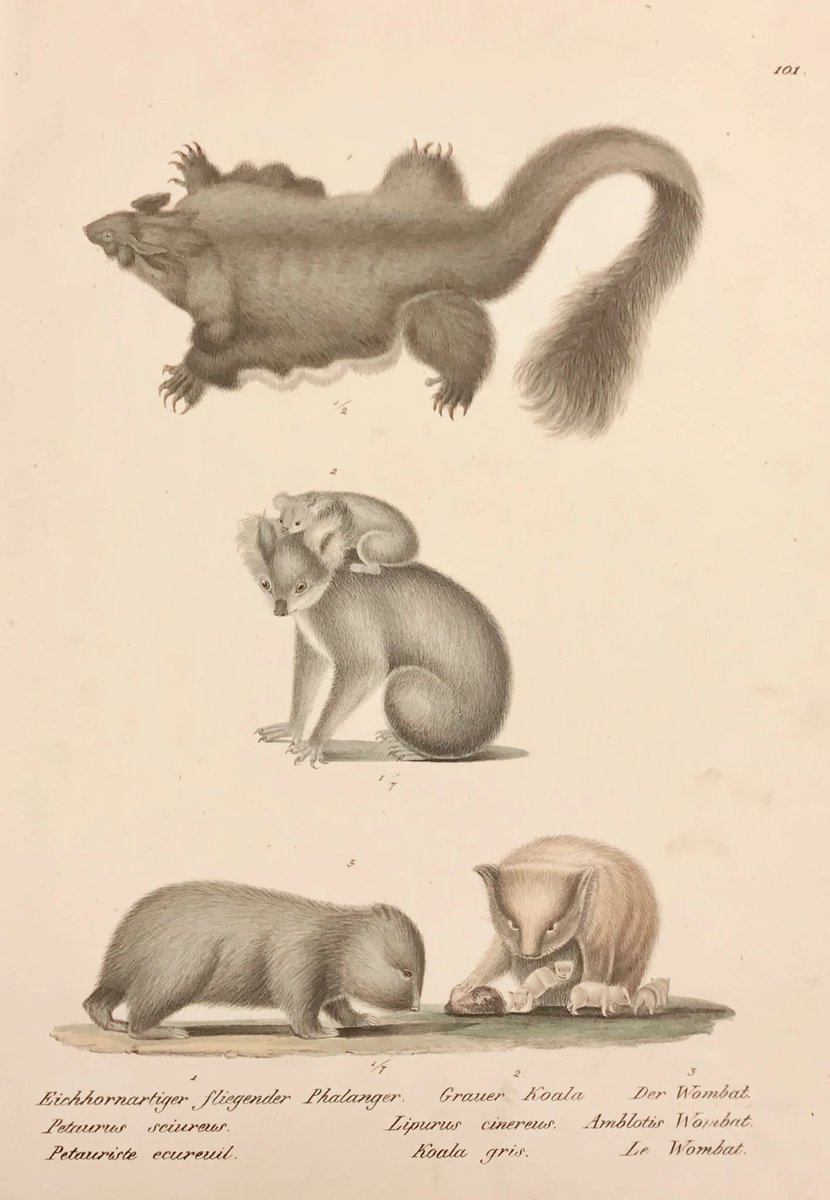 philographikon2's tweet photo. @mikejny Eichhornartiger fliegender #Phalanger, Grauer Koala, Der Wombat
#Petaurus #sciureus, #Lipurus #cinereus, #Amlotis Wombat
#Petauriste #ecureuil, #Koala gris, Le #Wombat
Lithograph by #Schintz, 1827. Fine original hand coloring.
Page size: 32.3 x 22.5 cm ( 12.7 x 8.8 ") https://t.co/6u5fBah618