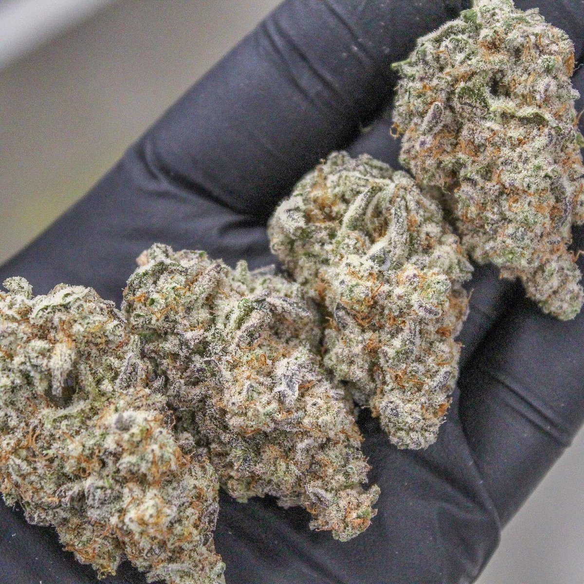 phatpanda's tweet photo. The feed could never get old postin’ MAC!! This strain is just in a league of its own.. #capscut 👽🍪 #phatpanda #topshelf #cannabis #weed https://t.co/uGlZ67uz1f