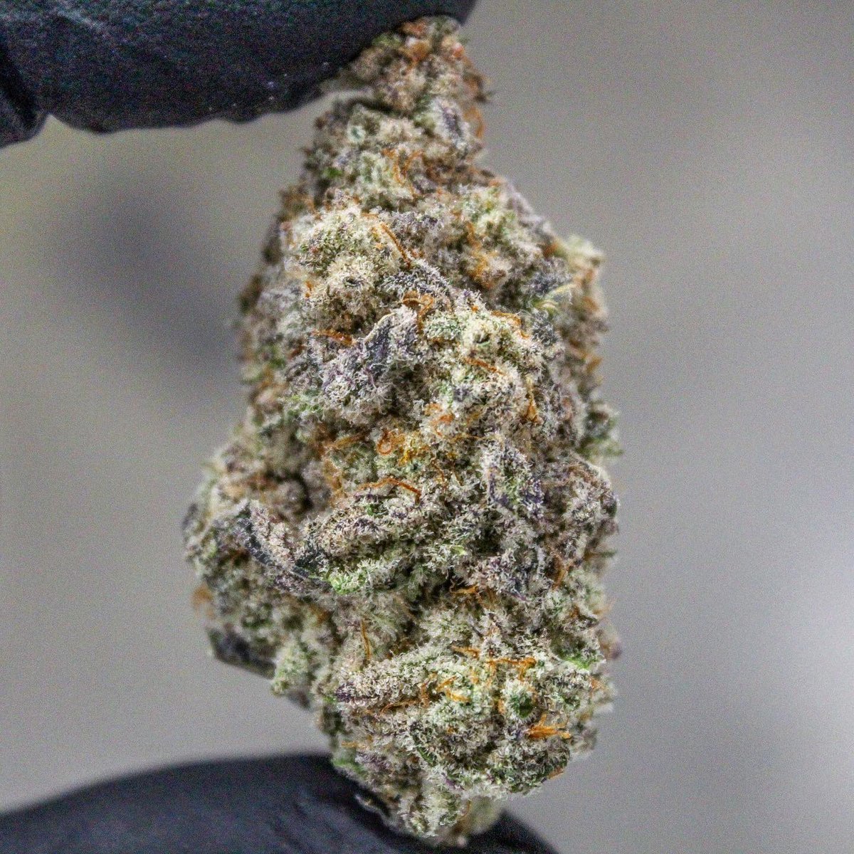 phatpanda's tweet photo. The feed could never get old postin’ MAC!! This strain is just in a league of its own.. #capscut 👽🍪 #phatpanda #topshelf #cannabis #weed https://t.co/uGlZ67uz1f