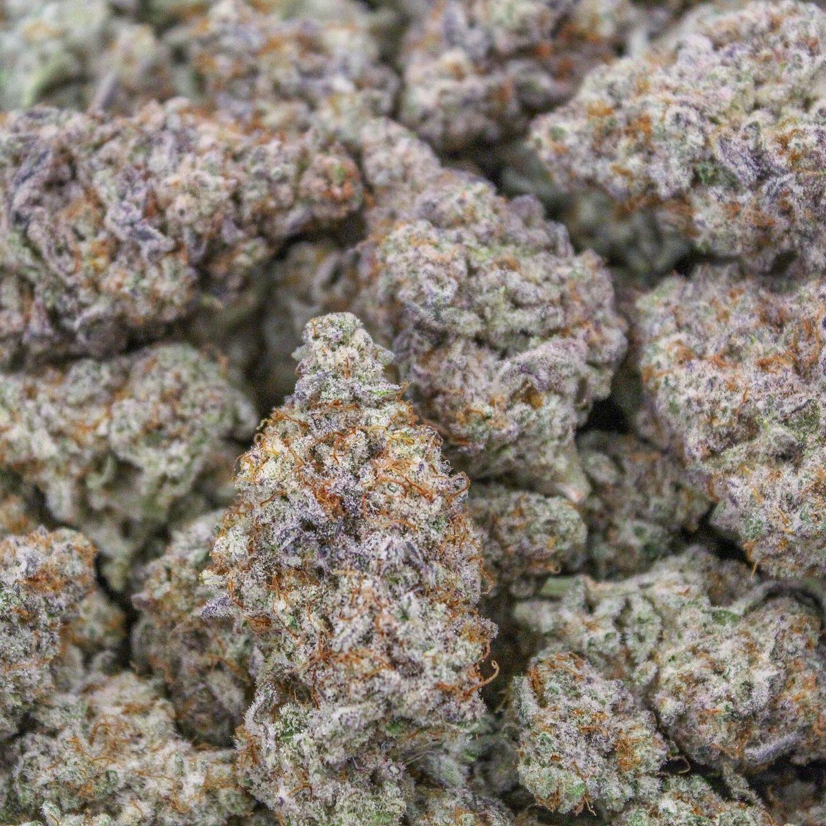 phatpanda's tweet photo. The feed could never get old postin’ MAC!! This strain is just in a league of its own.. #capscut 👽🍪 #phatpanda #topshelf #cannabis #weed https://t.co/uGlZ67uz1f
