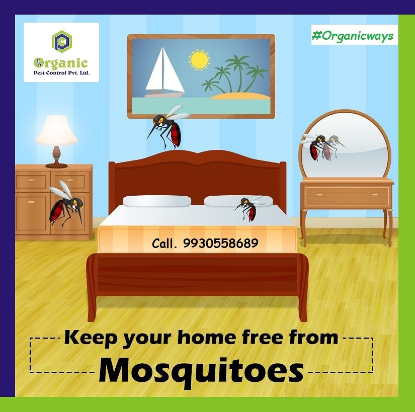 Organicpestcopl's tweet photo. #Mosquetocontrol #saveyourhome #Organicways #Pestcontrol #OrganicPestControl #NaturalPestControl #EcofriendlyPestControl #OdorlessPestcontrol #CockroachPestControl #TermitePestControl #AntsPestcontrol #SpiderPestcontrol #RatPestControl #RodentControl #SilverfishPestcontrol https://t.co/Z4aglfV3Ab